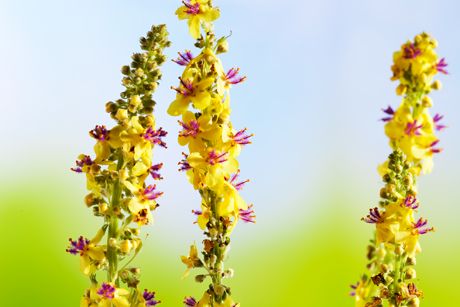 Odermennig als Heilpflanze