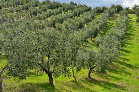 Olivenbaum als Heilpflanze