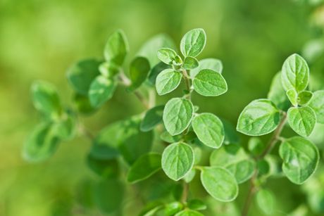 Oregano als Heilpflanze