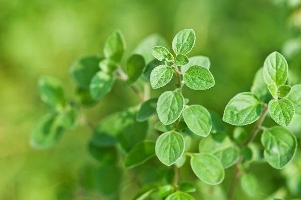 Oregano als Heilpflanze Oregano als Heilpflanze
