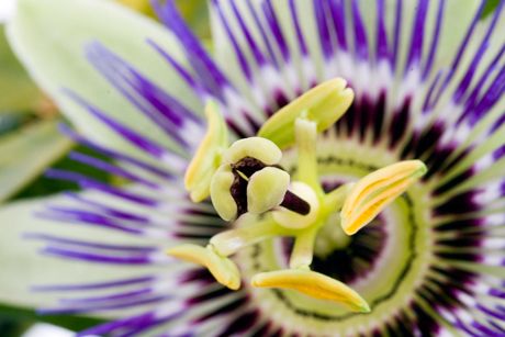 Passionsblume als Heilpflanze