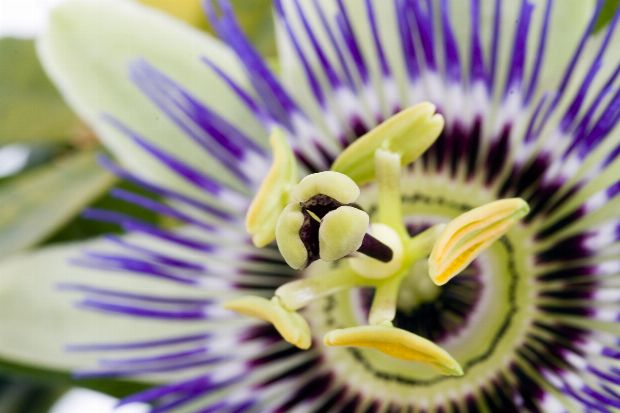Passionsblume