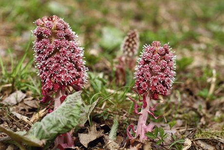 Pestwurz als Heilpflanze