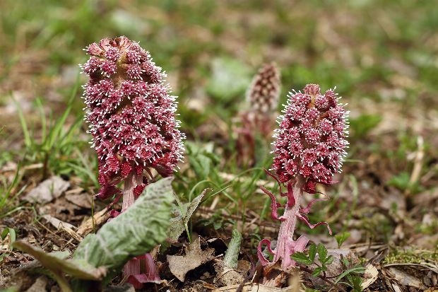 Pestwurz als Heilpflanze