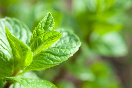 Pfefferminze: erfrischend gesunde Heilpflanze
