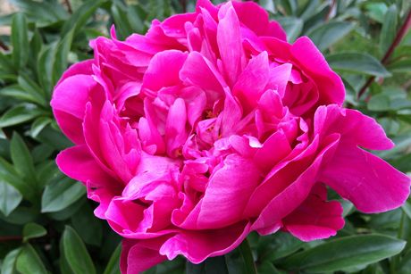 Pfingstrose als Heilpflanze