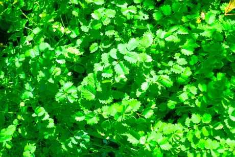 Pimpinelle als Heilpflanze: Steckbrief, Inhaltsstoffe,Wirkung, Anwendung