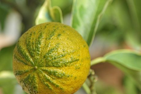 Pomeranze Heilpflanze