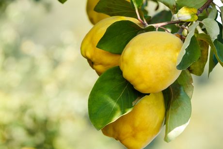 Quitte als Heilpflanze