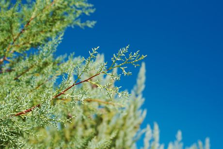 Zypresse als Heilpflanze