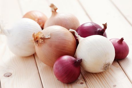 Zwiebel als Heilpflanze