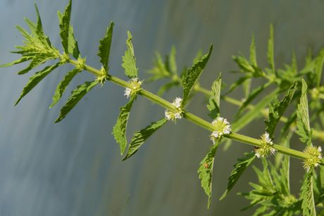 Wolfstrapp als Heilpflanze