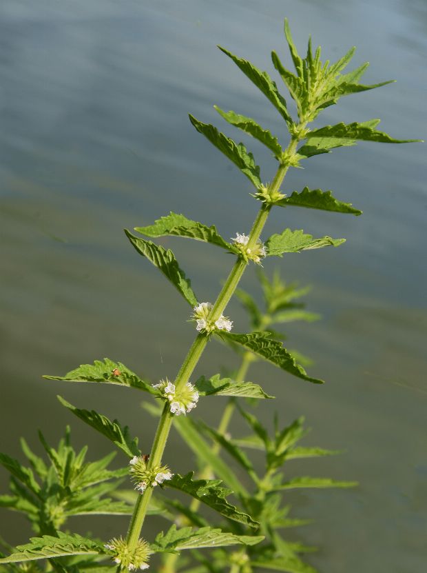 Wolfstrapp als Heilpflanze Wolfstrapp als Heilpflanze