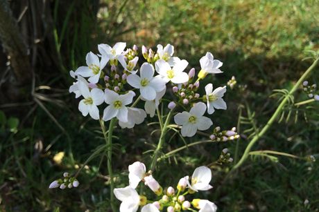 Wiesenschaumkraut als Heilpflanze