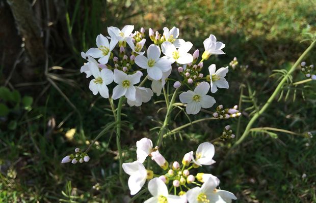 Wiesenschaumkraut