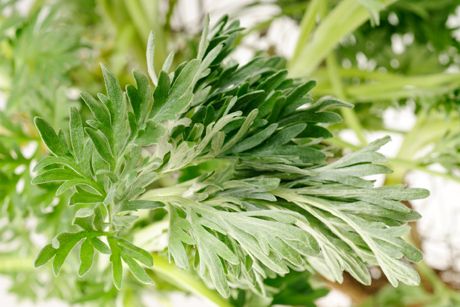 Wermut als Heilpflanze