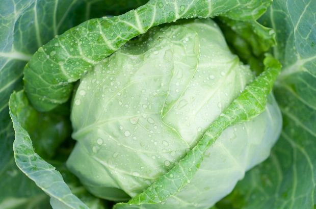 Weißkohl als Heilpflanze