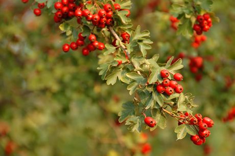 Weißdorn als Heilpflanze