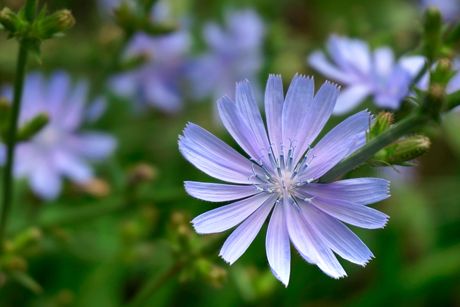 Wegwarte als Heilpflanze