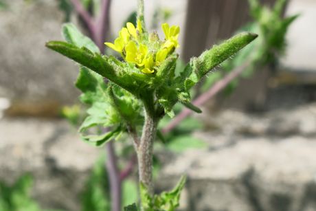 Wegrauke als Heilpflanze