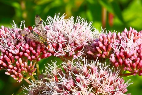 Wasserhanf (Gewöhnlicher Wasserdost)