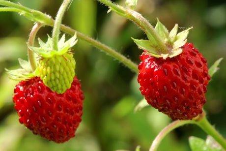 Walderdbeere als Heilpflanze: Steckbrief, Anwendungsgebiete, Inhaltsstoffe und Wirkung