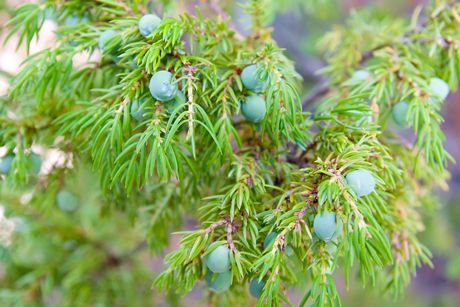 Wacholder als Heilpflanze