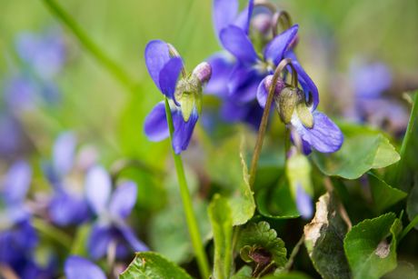 Veilchen als Heilpflanze