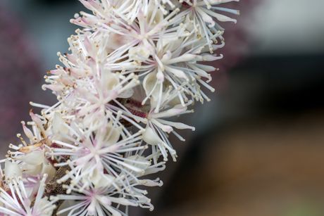 Traubensilberkerze als Heilpflanze