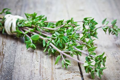 Thymian als Heilpflanze