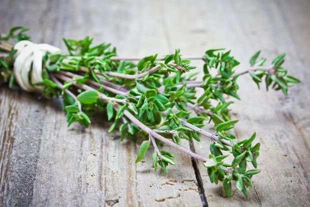 Thymian als Heilpflanze