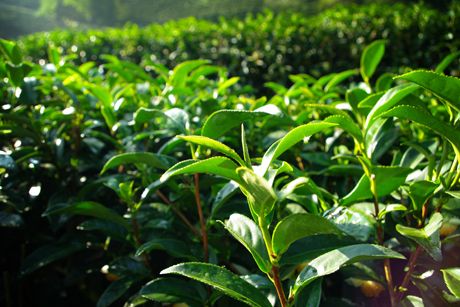 Teebaum als Heilpflanze