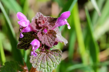 Taubnessel als Heilpflanze