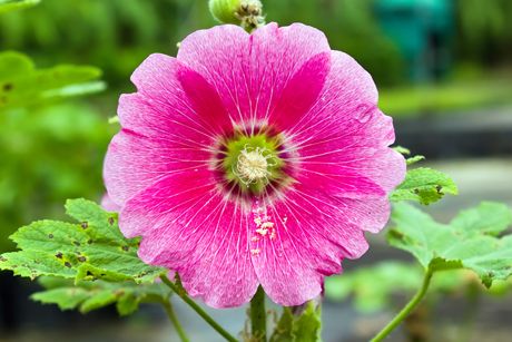 Stockrose als Heilpflanze