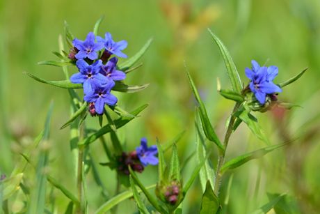 Steinsame als Heilpflanze