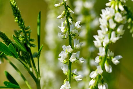 Steinklee als Heilpflanze