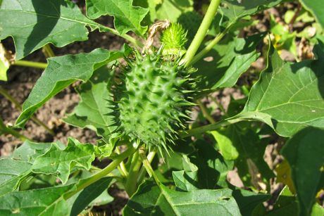 Stechapfel als Heilpflanze