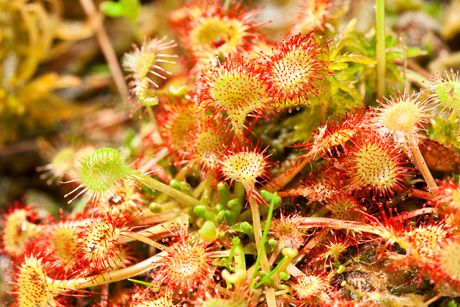 Sonnentau als Heilpflanze