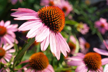 Sonnenhut als Heilpflanze