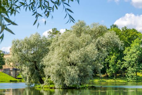 Heilpflanze Silberweide: Inhaltsstoffe, Wirkung, Anwendung und Hausmittel