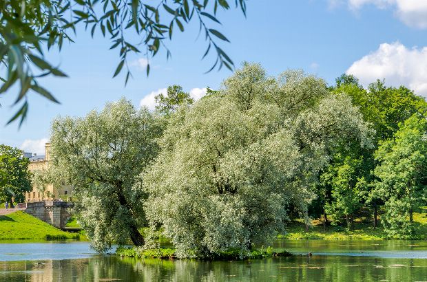 Silberweide als Heilpflanze Silberweide als Heilpflanze