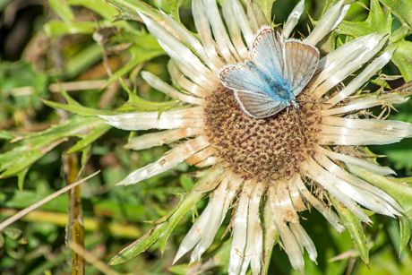 Silberdistel als Heilpflanze