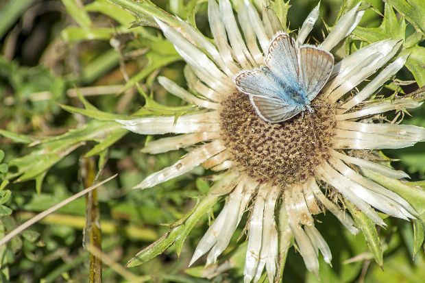 Silberdistel als Heilpflanze