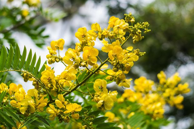 Senna als Heilpflanze Senna als Heilpflanze