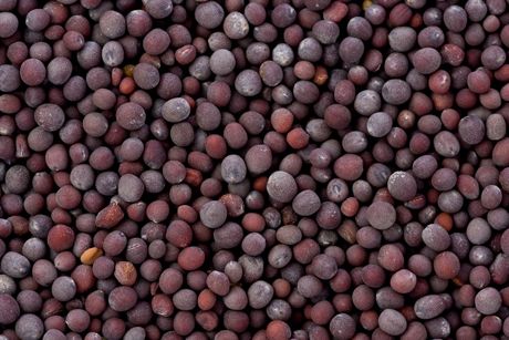 Schwarzer Senf als Heilpflanze