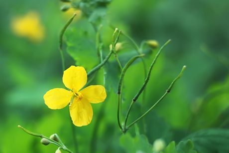 Schöllkraut als Heilpflanze