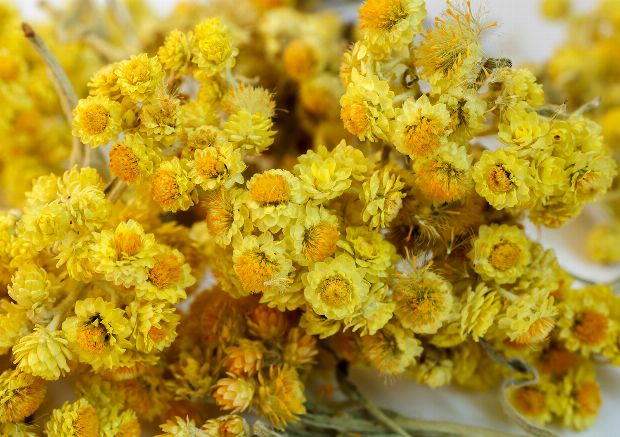 Sandstrohblume Sandstrohblume