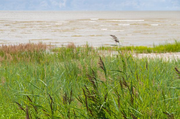 Sandsegge als Heilpflanze