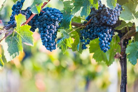 Rote Weinrebe als Heilpflanze
