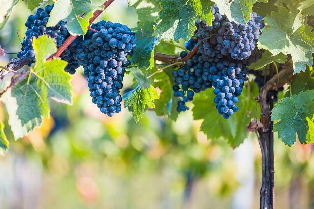 Rote Weinrebe als Heilpflanze Rote Weinrebe als Heilpflanze